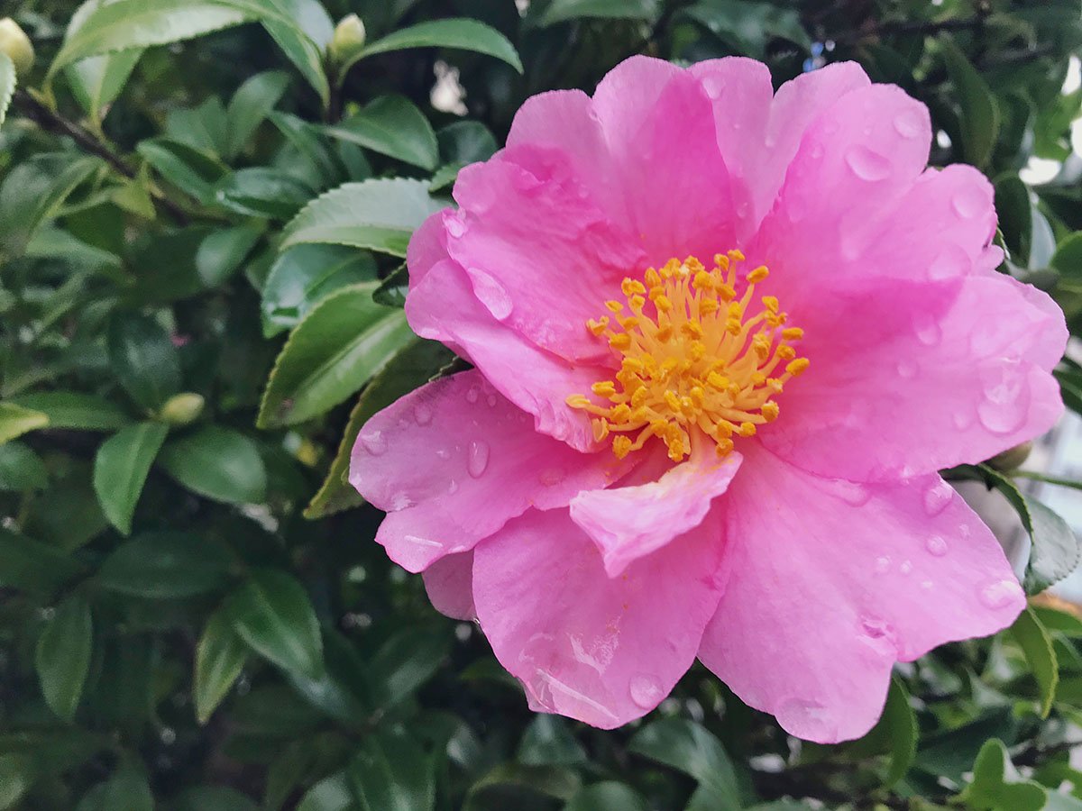 Kamelia (camellia)