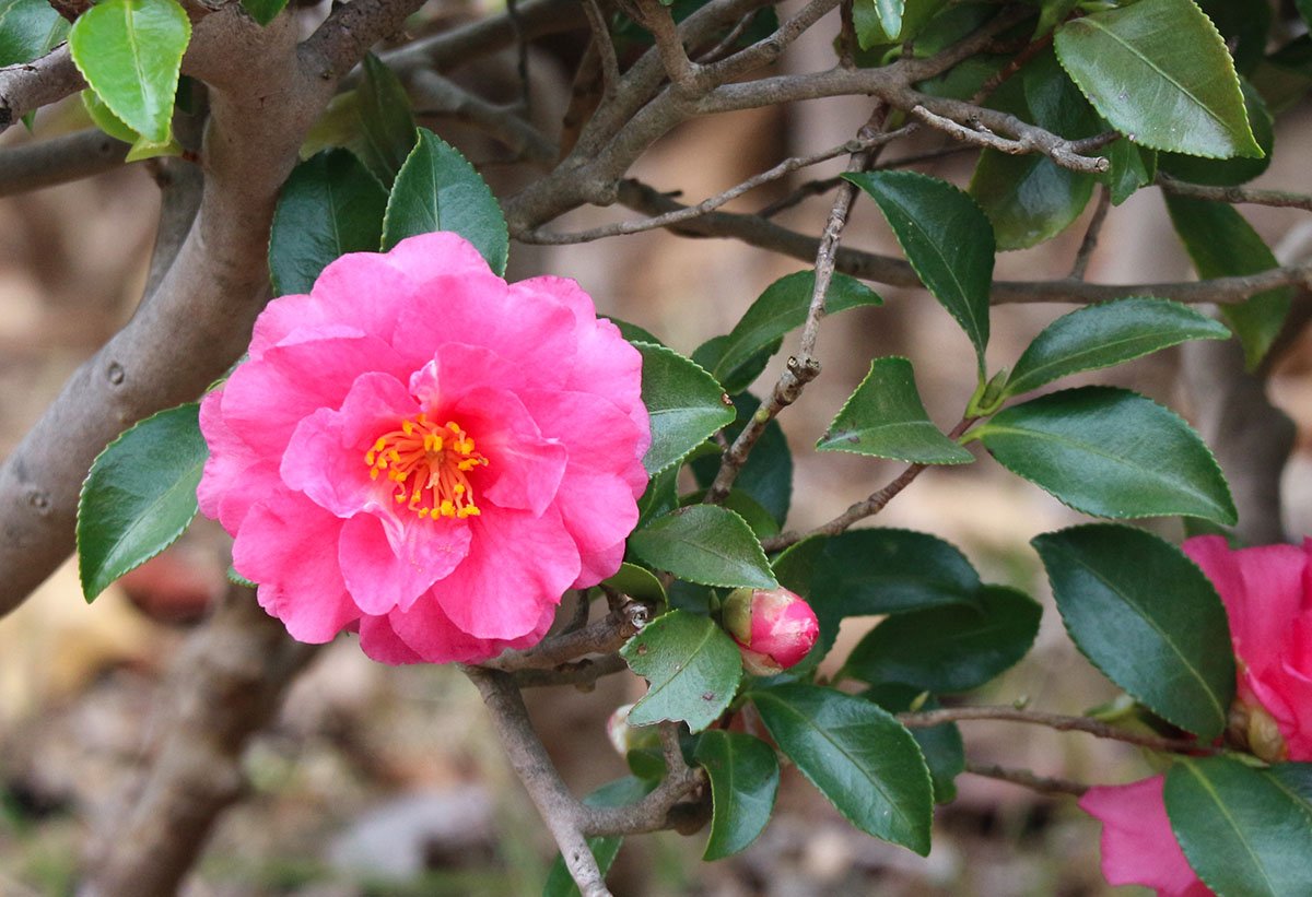Kamelia (camellia)