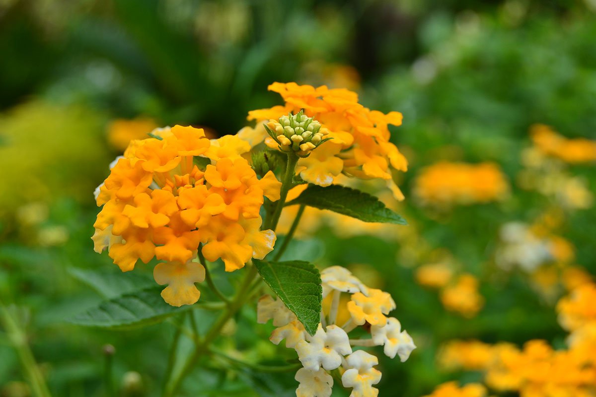 Lantana (lantana camara)