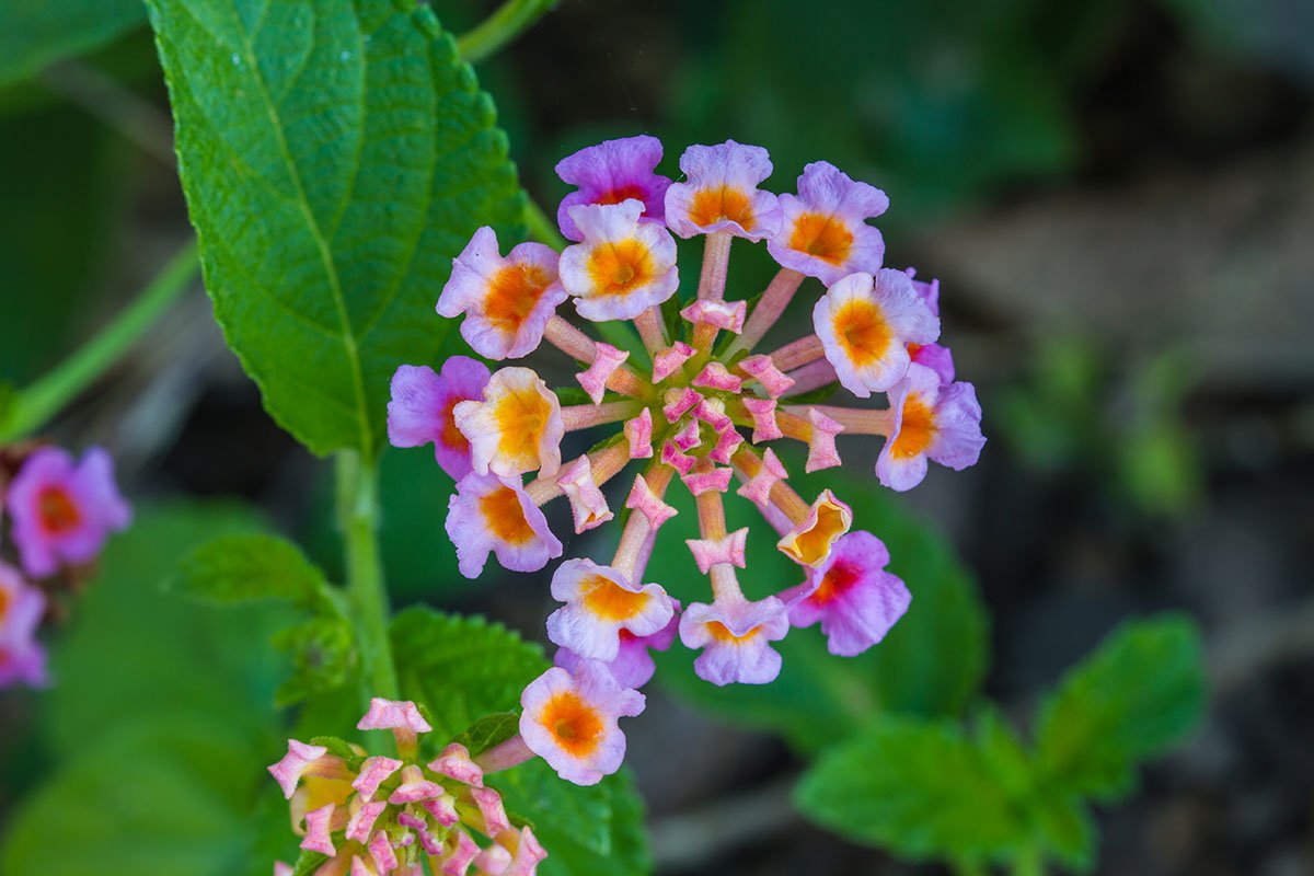 Lantana (lantana camara)