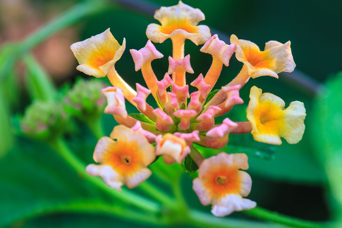 Lantana (lantana camara)