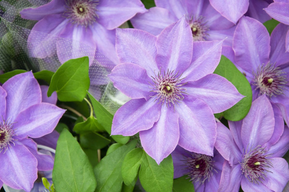 Powojnik (Klematis)