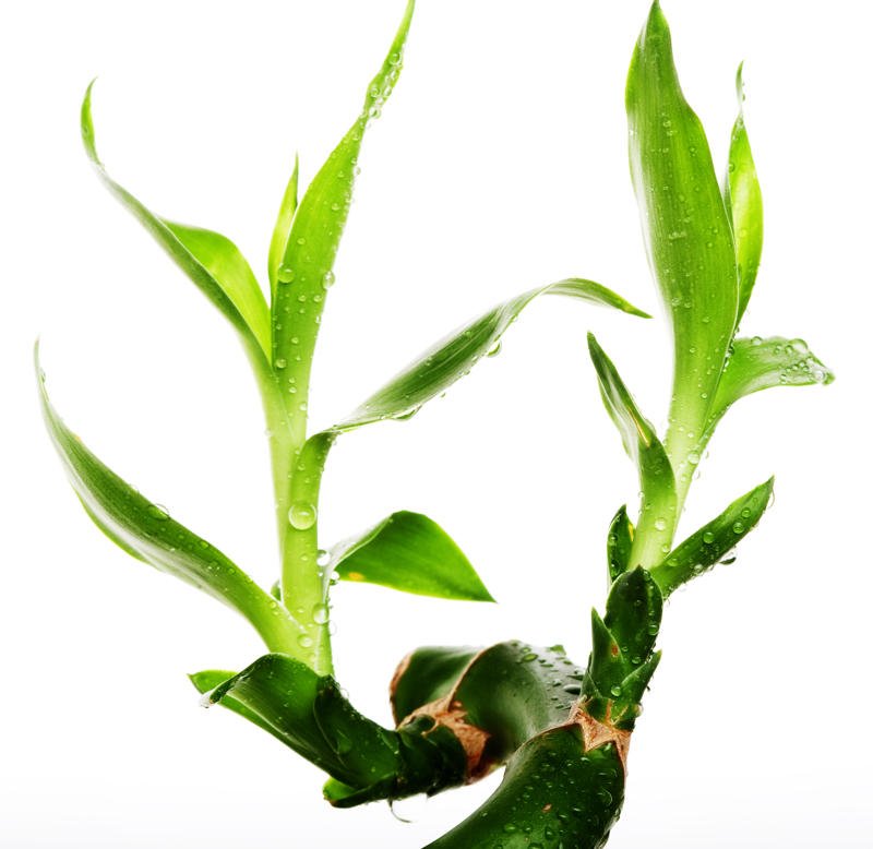 Szczęśliwy bambus (dracena Sandera)