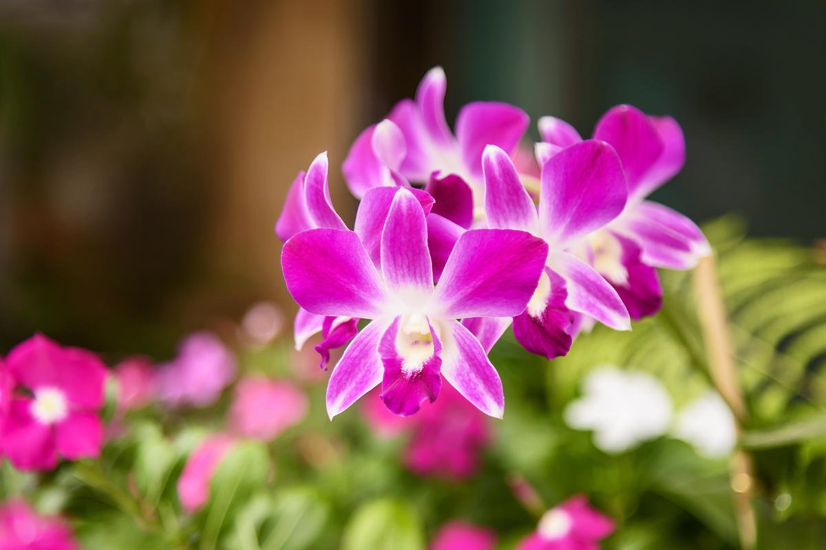 Storczyki (Orchidea)