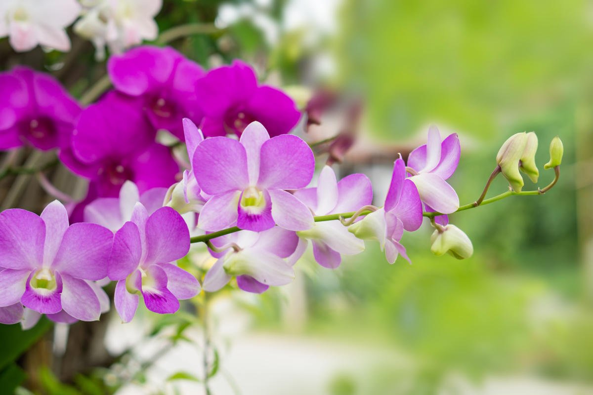 Storczyki (Orchidea)