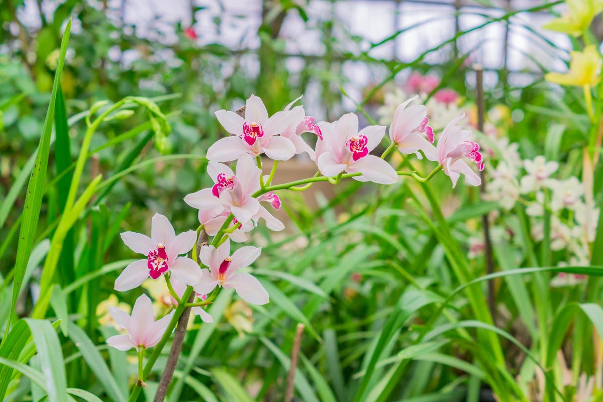 Storczyki (Orchidea)