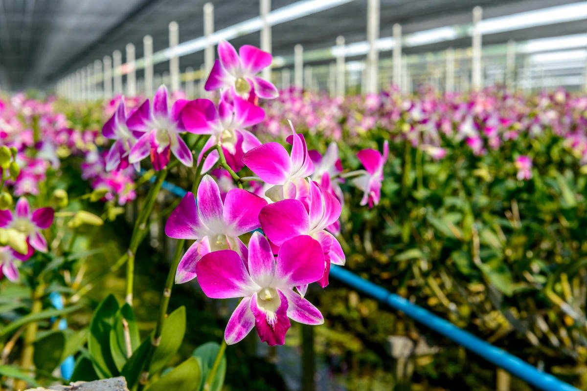 Storczyki (Orchidea)