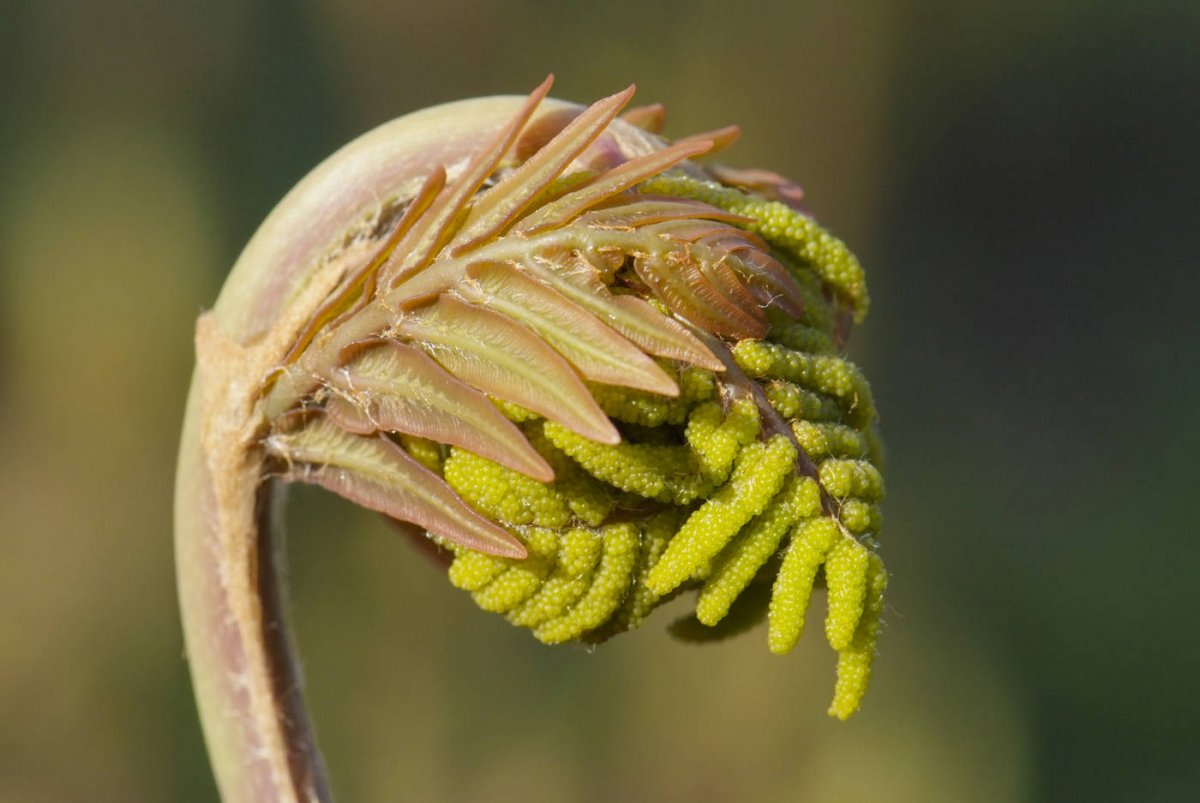 Długosz królewski (Osmunda regalis) - młode liście