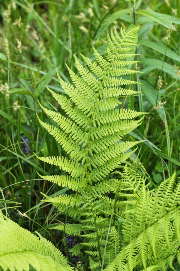 Nerecznica samcza (Dryopteris filix-mas)