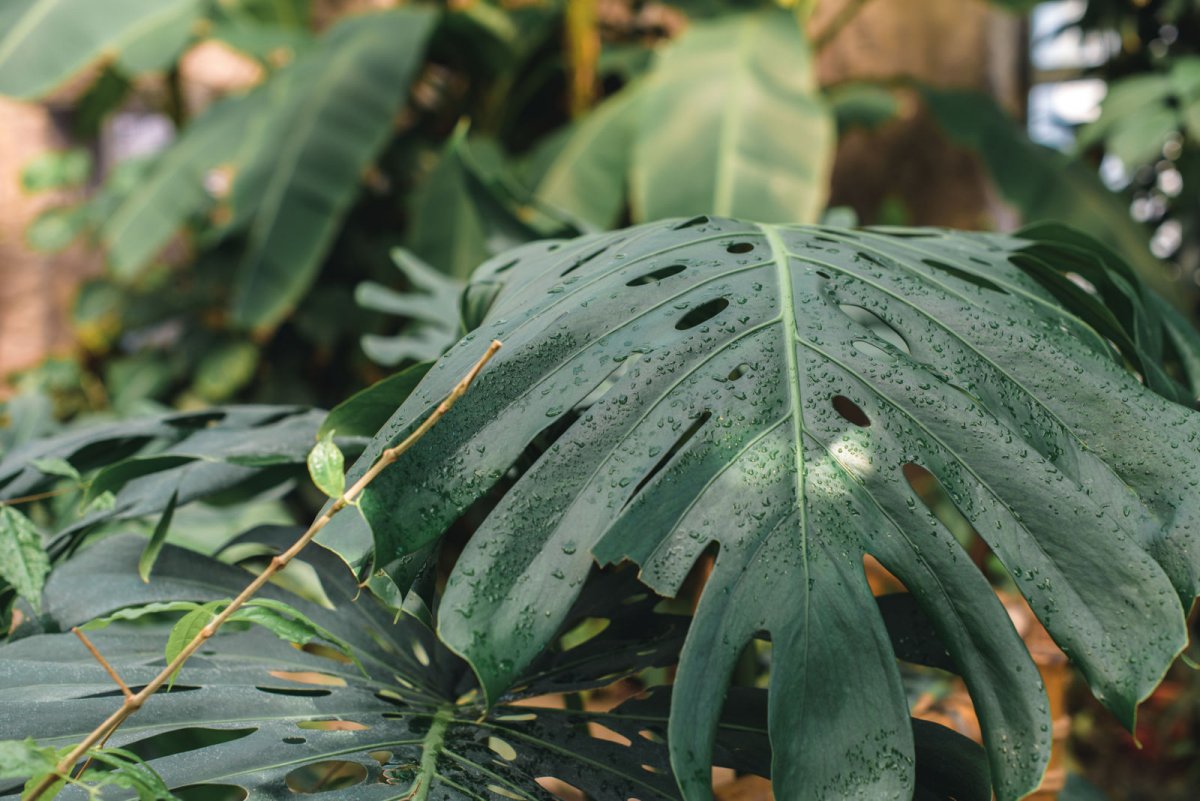 Monstera