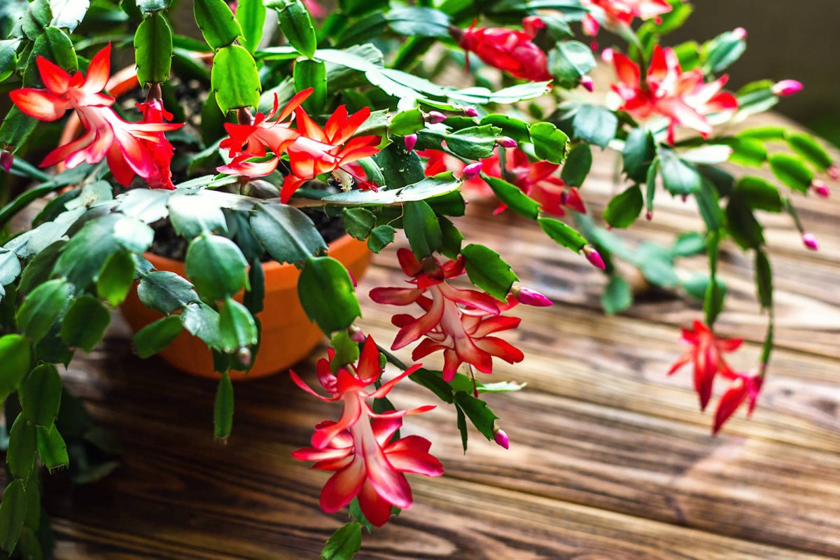 Szlumbergera