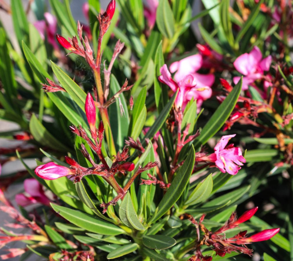 Oleander pospolity