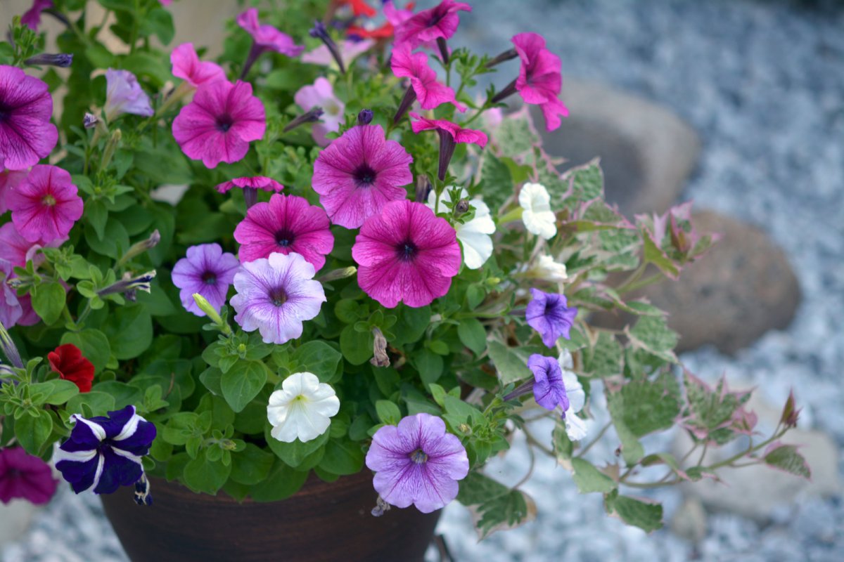 Petunia
