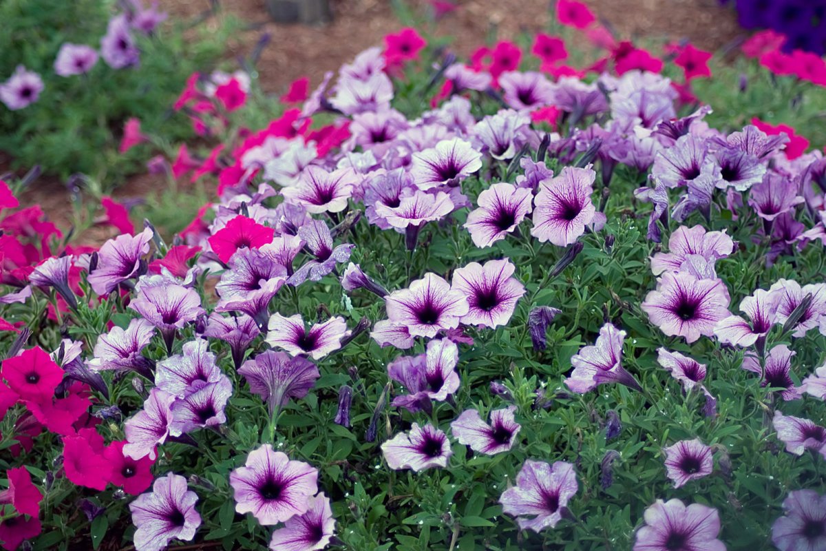 Petunia