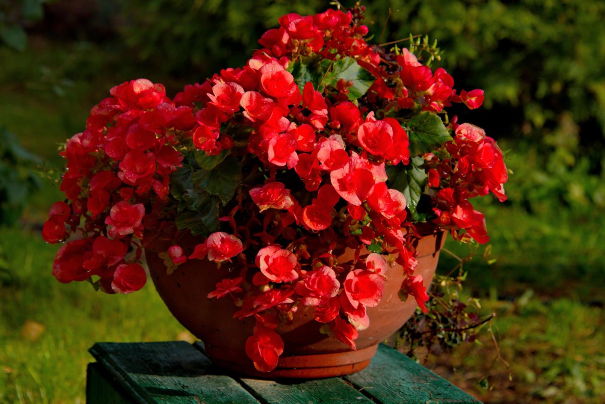 Begonia zimowa (Begonia elatior)