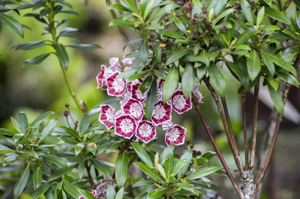 Kalmia szerokolistna (Kalmia latifolia)
