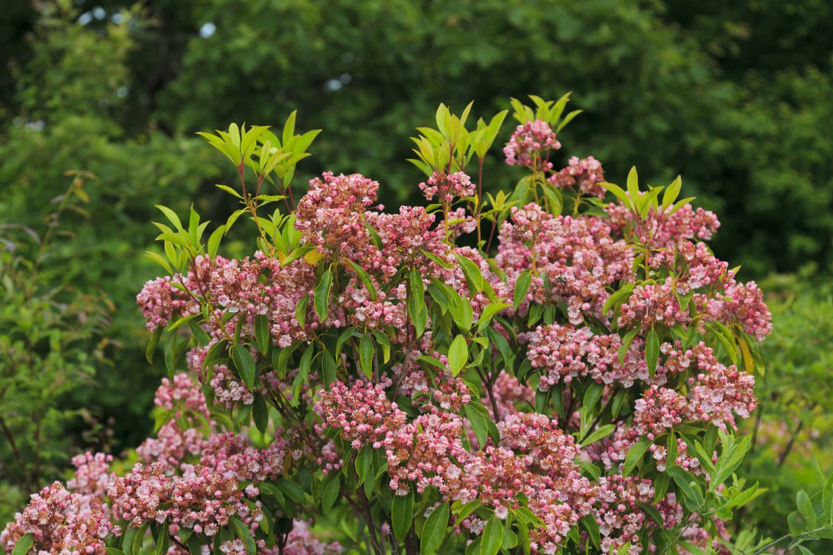 Kalmia szerokolistna (Kalmia latifolia)