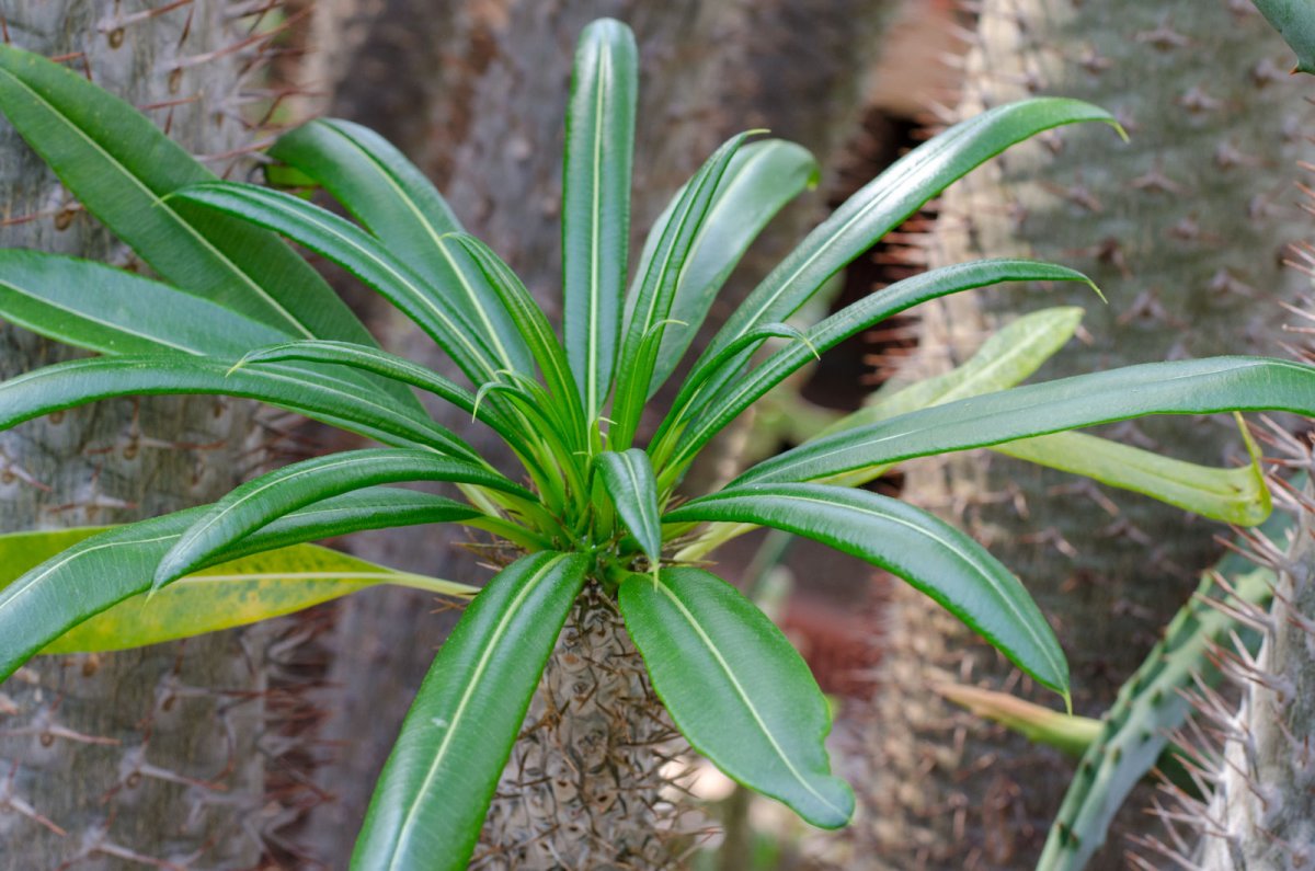 Pachypodium lamera