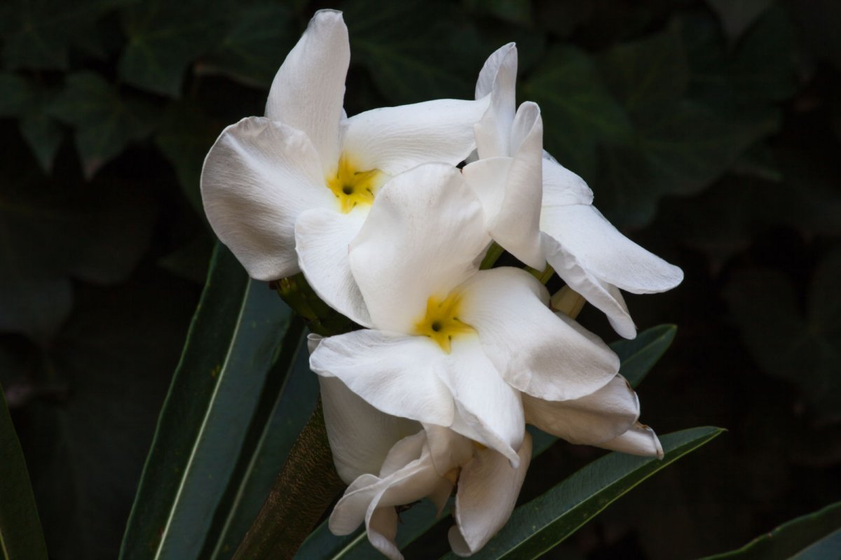 Pachypodium lamera