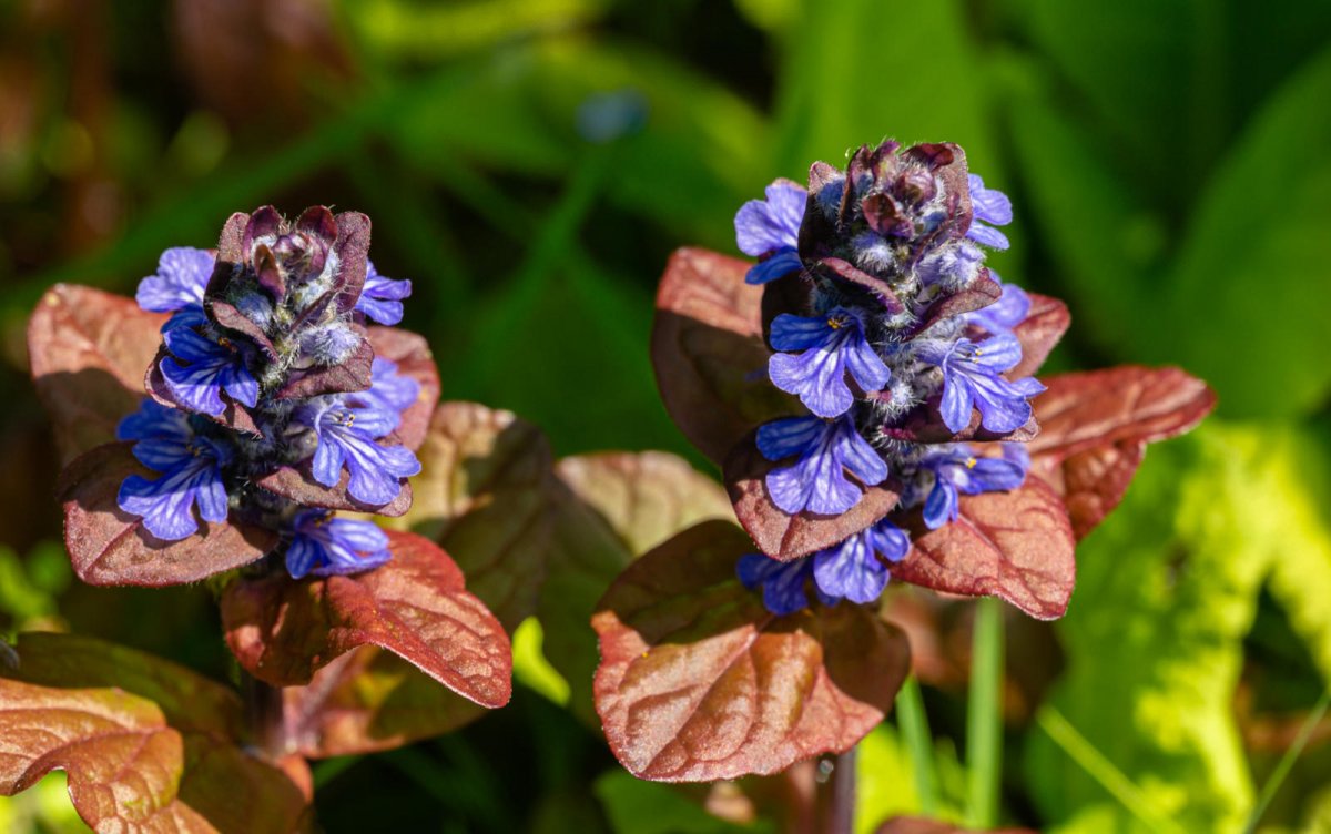 Dąbrówka rozłogowa Atropurpurea