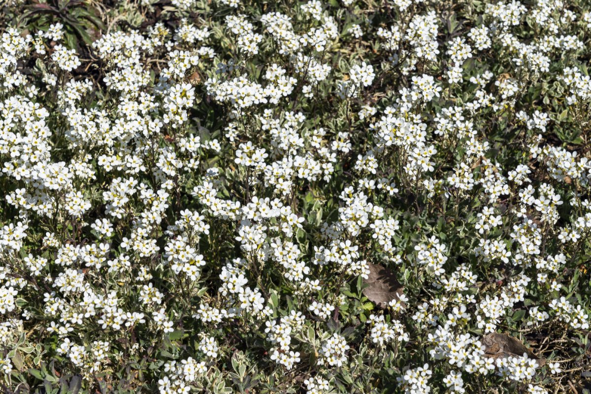 Gęsiówka kaukaska Variegata