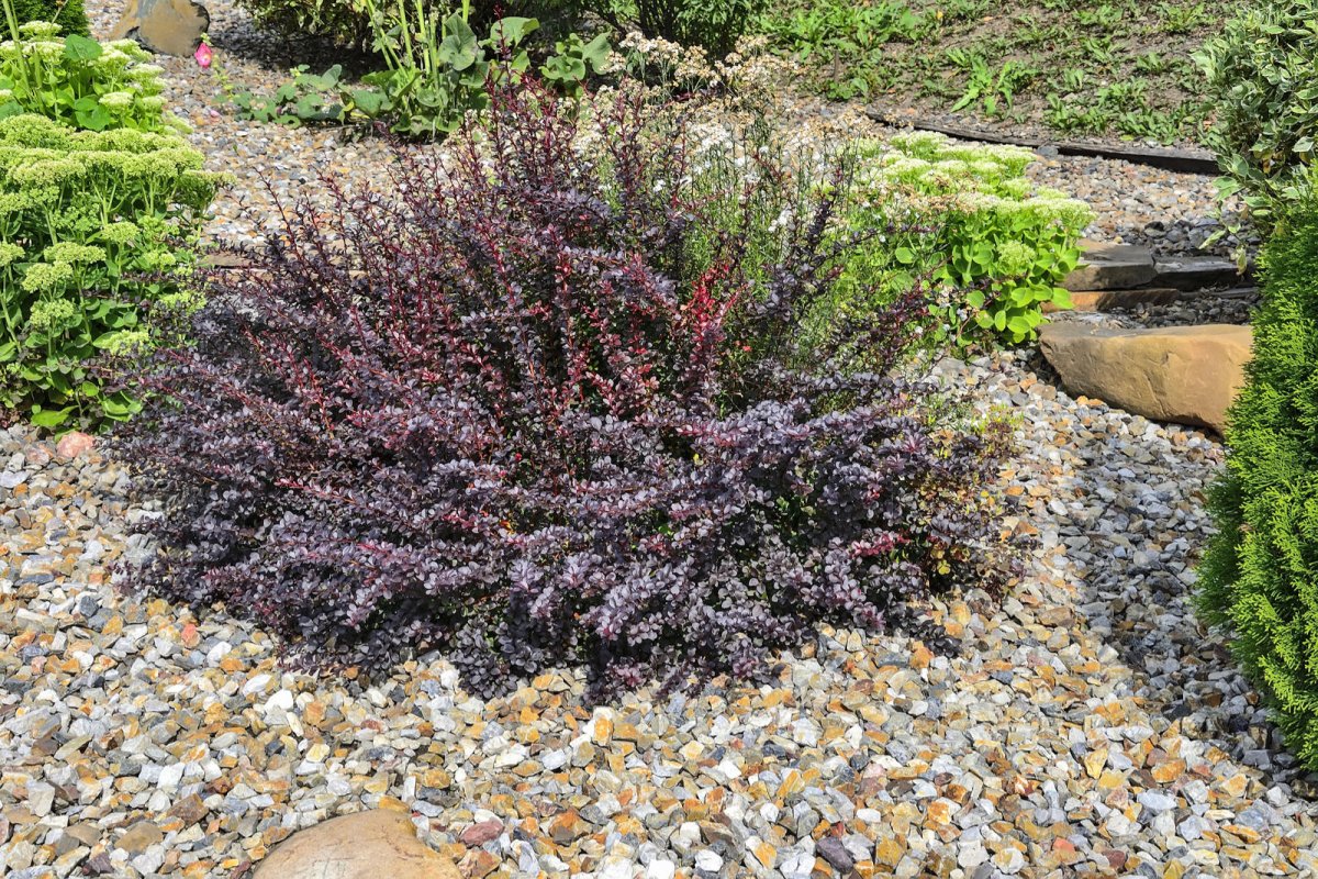 Berberys Thunberga odmiana Atropurpurea Nana