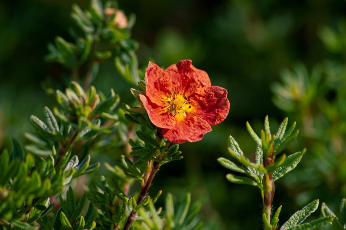 Pięciornik krzewiasty red ace