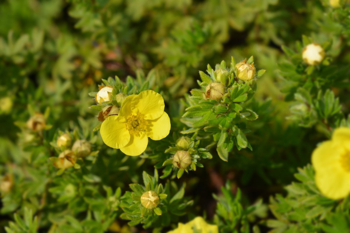 Pięciornik krzewiasty sommerflor