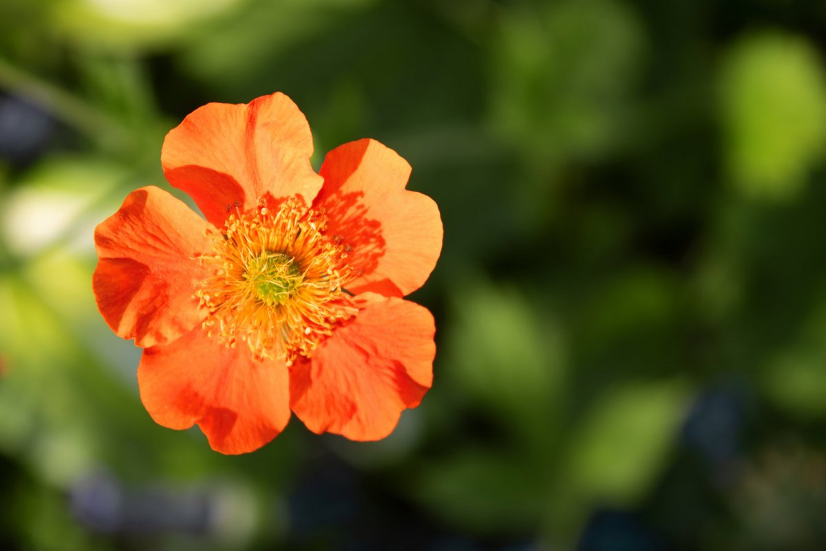 Pięciornik krzewiasty tangerine