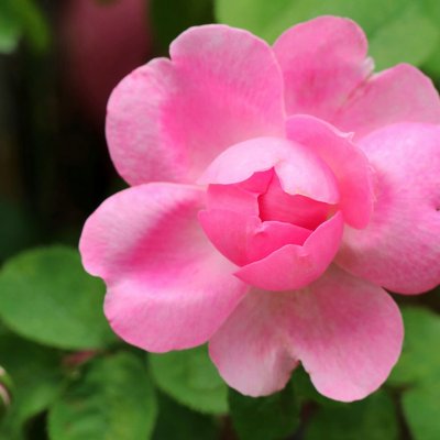 Kamelia (camellia)