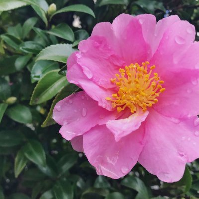 Kamelia (camellia)
