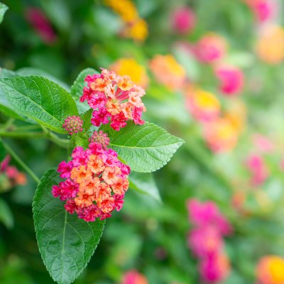 Lantana (lantana camara)