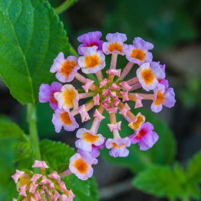 Lantana (lantana camara)