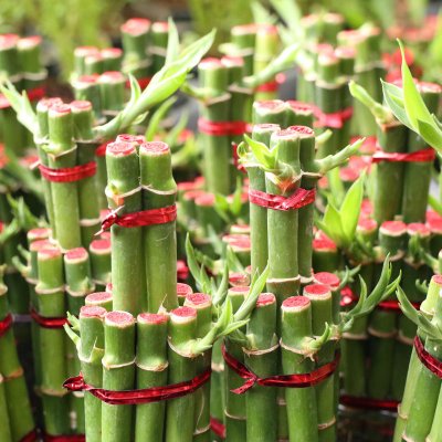 Szczęśliwy bambus (dracena Sandera)
