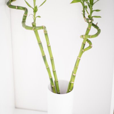 Szczęśliwy bambus (dracena Sandera)