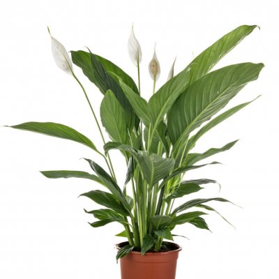 Skrzydłokwiat, Lilia pokoju, Spathiphyllum