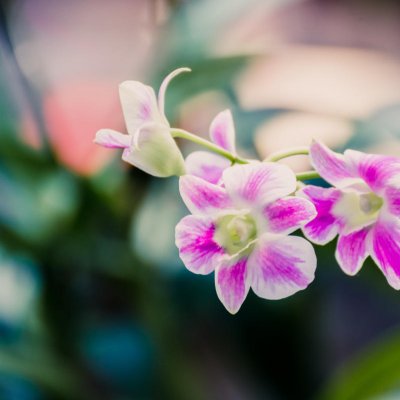 Storczyki (Orchidea)