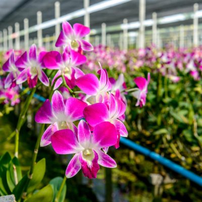 Storczyki (Orchidea)