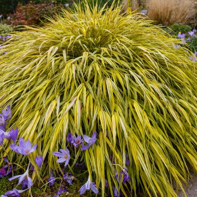 Hakonechloa smukła