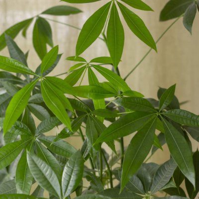 Pachira wodna (Pachira Aquatica)