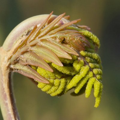 Długosz królewski (Osmunda regalis) - młode liście