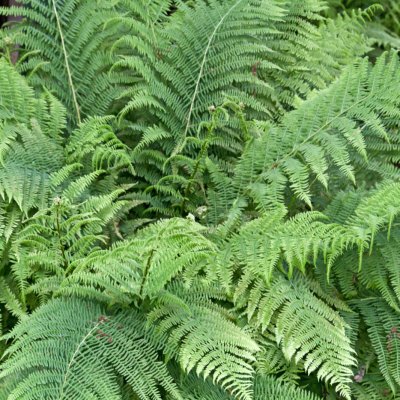 Nerecznica samcza (Dryopteris filix-mas)