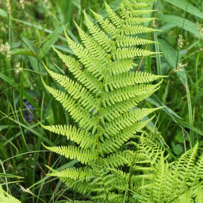 Nerecznica samcza (Dryopteris filix-mas)