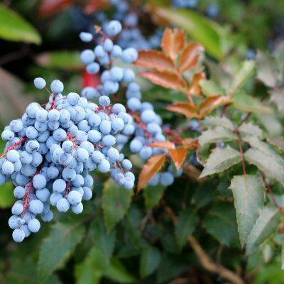 Mahonia pospolita