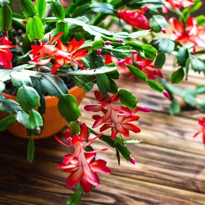 Szlumbergera