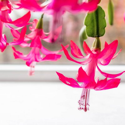 Szlumbergera kwiat