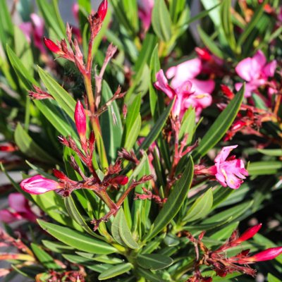 Oleander pospolity