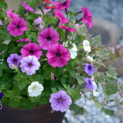 Petunia