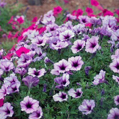 Petunia