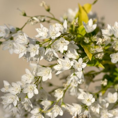 Żylistek wysmukły - deutzia gracilis